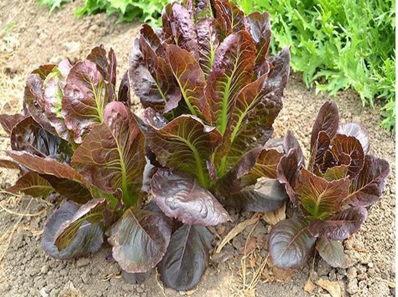 Rosaine – Lettuce Seed