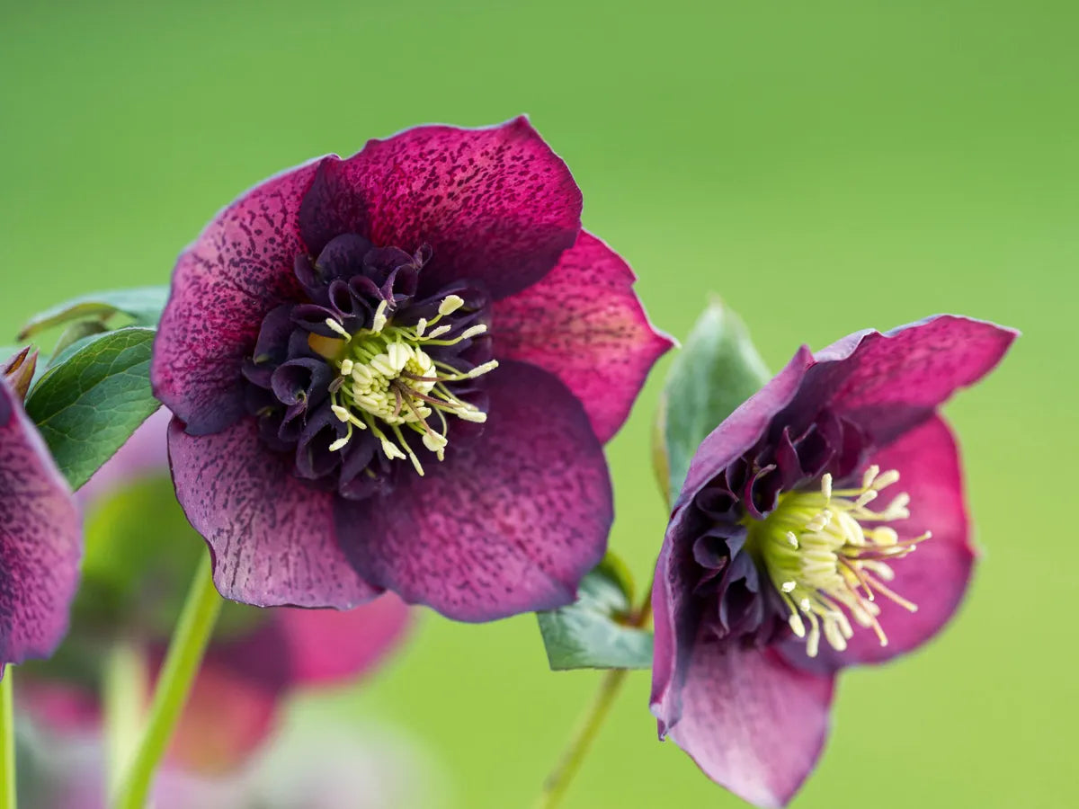 Fresco WOW! Hellebores