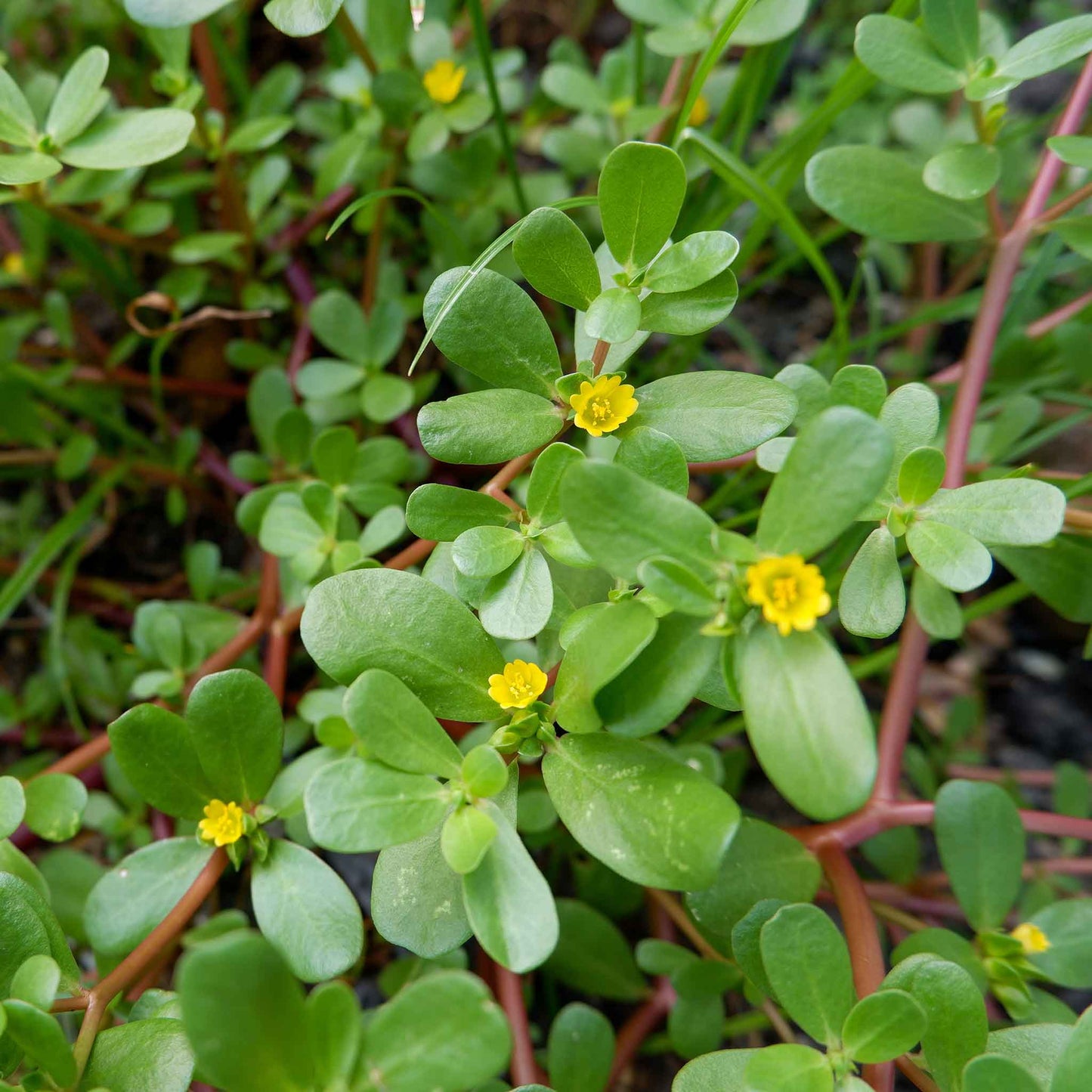 Purslane- Green