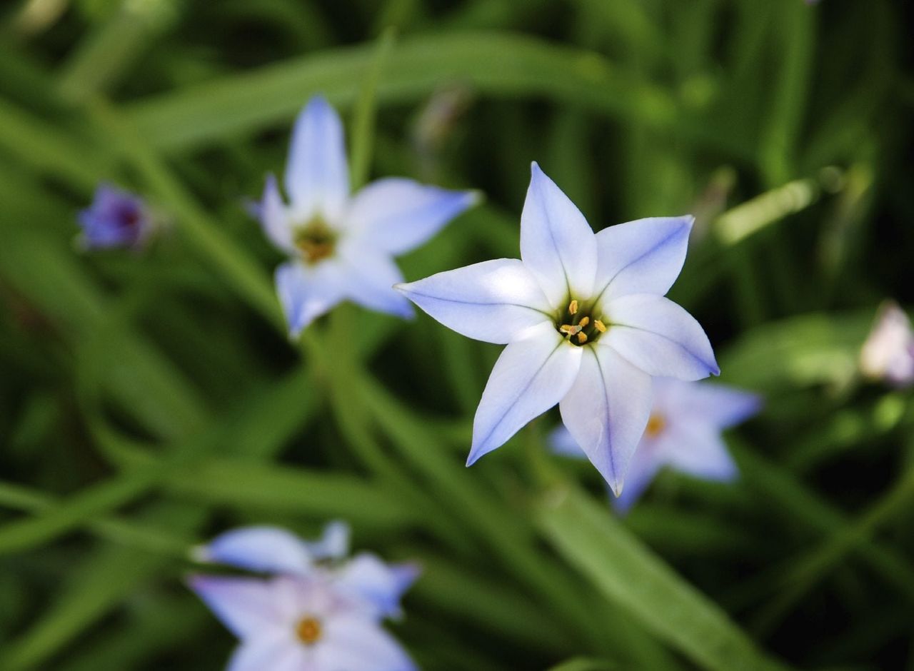 Spring Star- Blue