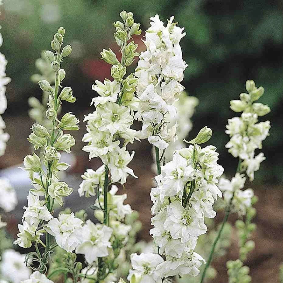 QIS? White – Larkspur Seed