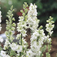 QIS? White – Larkspur Seed