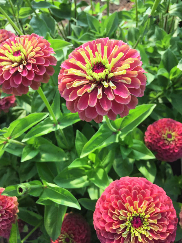 Queeny Lime Red Zinnia Flower Seeds for Planting – Vibrant, Non-GMO Garden Flowers