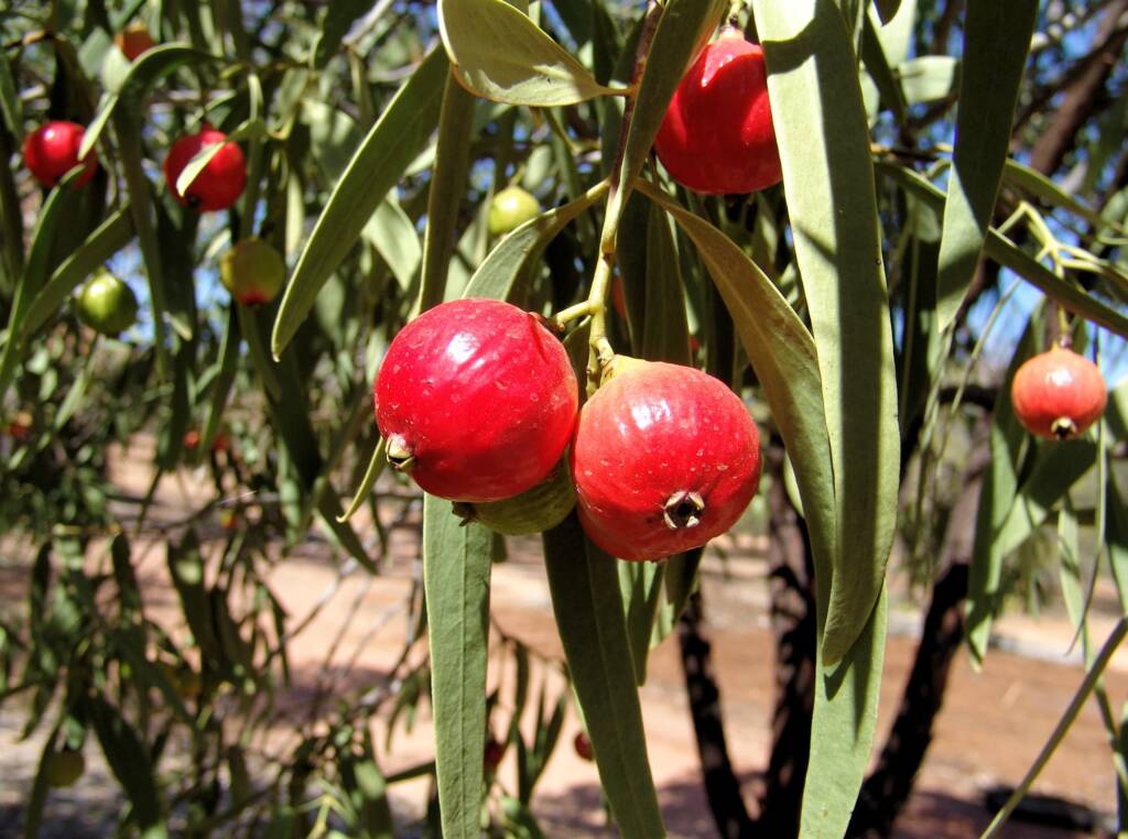 Quandong