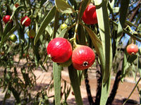 Quandong