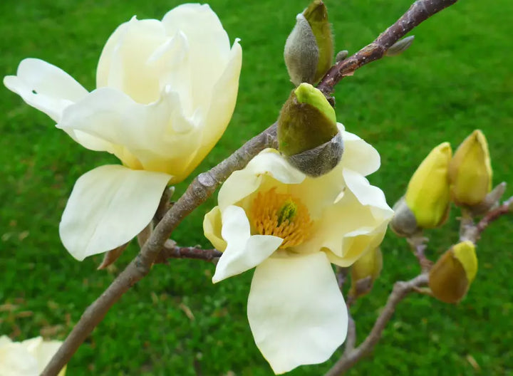 Organic Heirloom Non-GMO Light Yellow Yulan Seeds for Planting – Magnolia Blooms