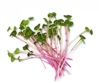 Radish, Red Stem – Organic Microgreen Seed