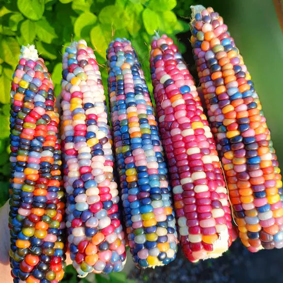 Corn, Maize- Glass Gem