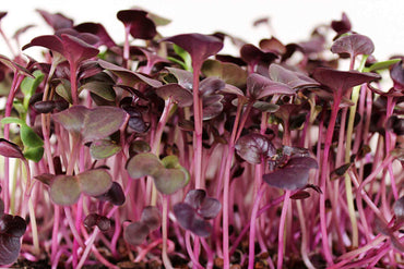 Radish, Red Rambo – Organic Microgreen