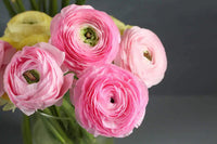 Heirloom Non-GMO Ranunculus Perennial Flower Seeds for Planting – Vibrant Double-Bloom Garden Flowers