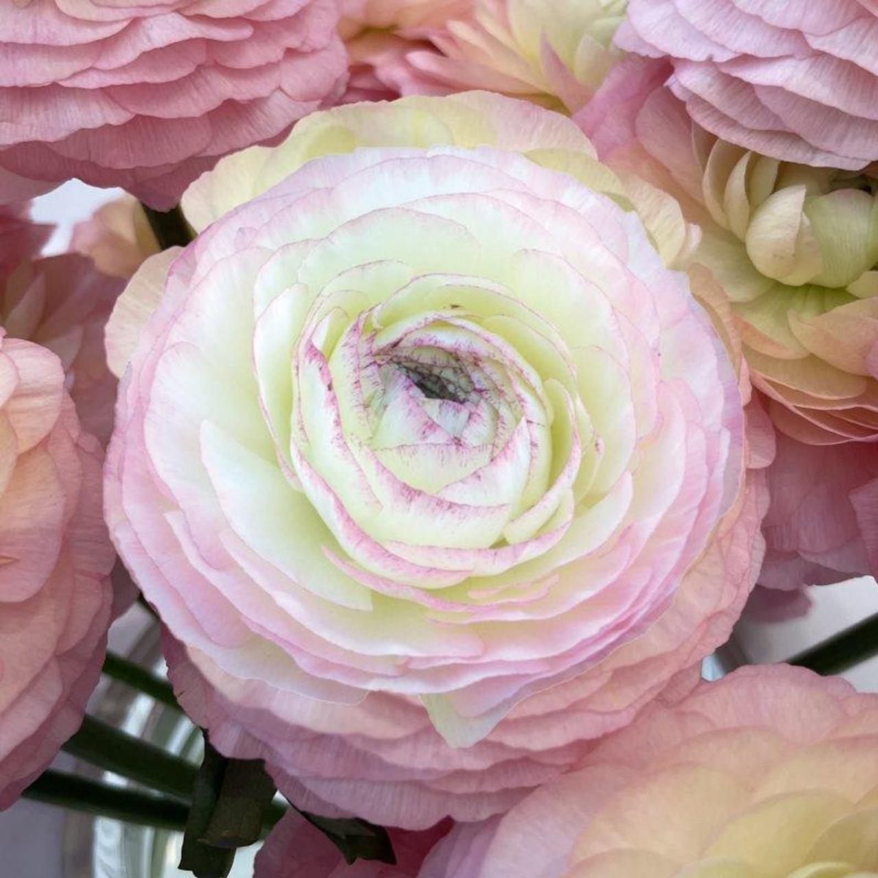 Ranunculus- Elegance Bianco Sfumato