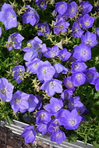 Tussock Bellflower- Blue