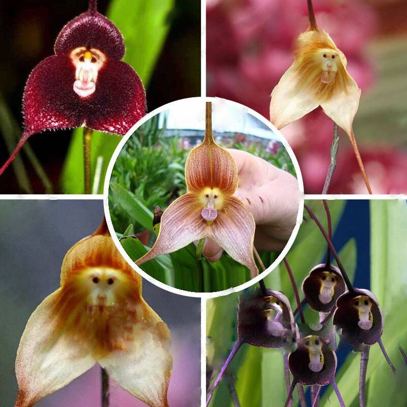 Heirloom Monkey Orchid Flower Seeds, Non-GMO Rare Blooms for Garden Planting for planting in home garden