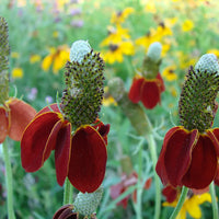 Mexican Hat Flower