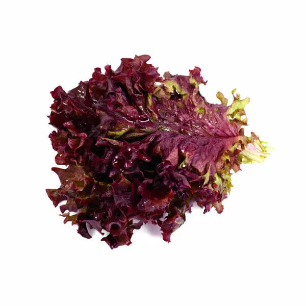 Red Tip – Lettuce Seed