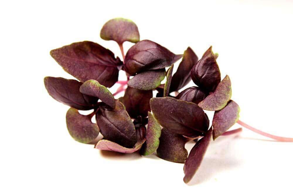 Basil, Red Rubin – Organic Microgreen Seed