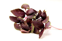 Basil, Red Rubin – Organic Microgreen Seed