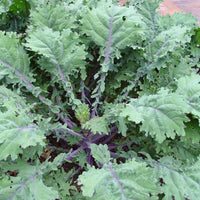 Red Russian – Kale Seed