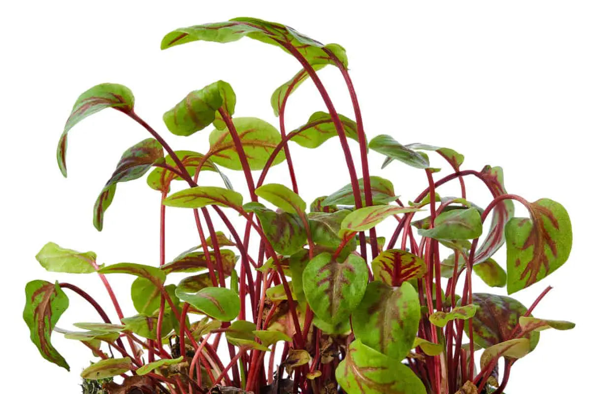 Sorrel – Microgreen Seed