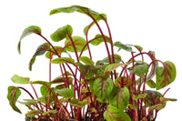 Sorrel – Microgreen Seed