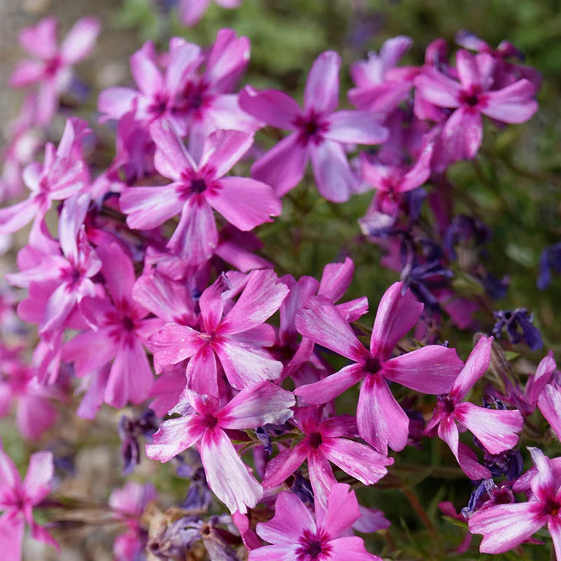 Creeping Phlox Collection