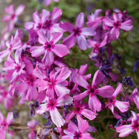 Creeping Phlox Collection