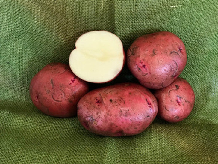 Dark Red Norland – Organic Potatoes Seed