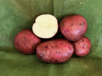 Dark Red Norland – Organic Potatoes Seed