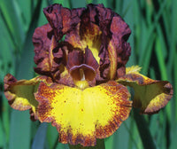Red Hot Chili Reblooming Bearded Iris Seeds