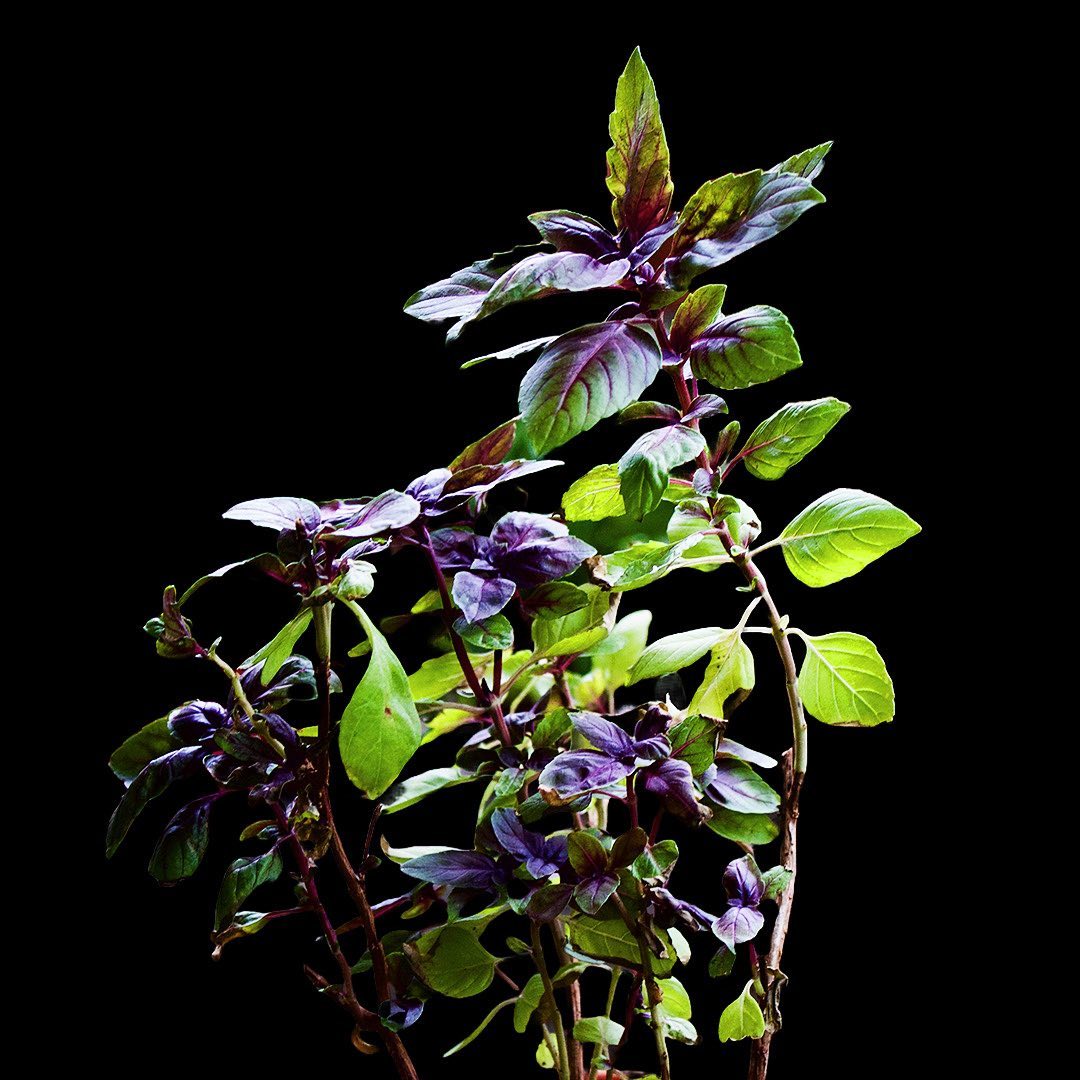 Red Rubin – Basil Seed