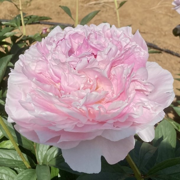 Reine Hortense Peony