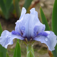 Forever Blue Dwarf Reblooming Bearded Iris Seeds