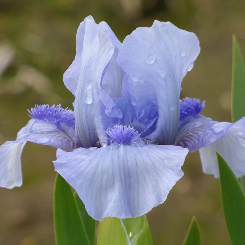 Forever Blue Dwarf Reblooming Bearded Iris Seeds
