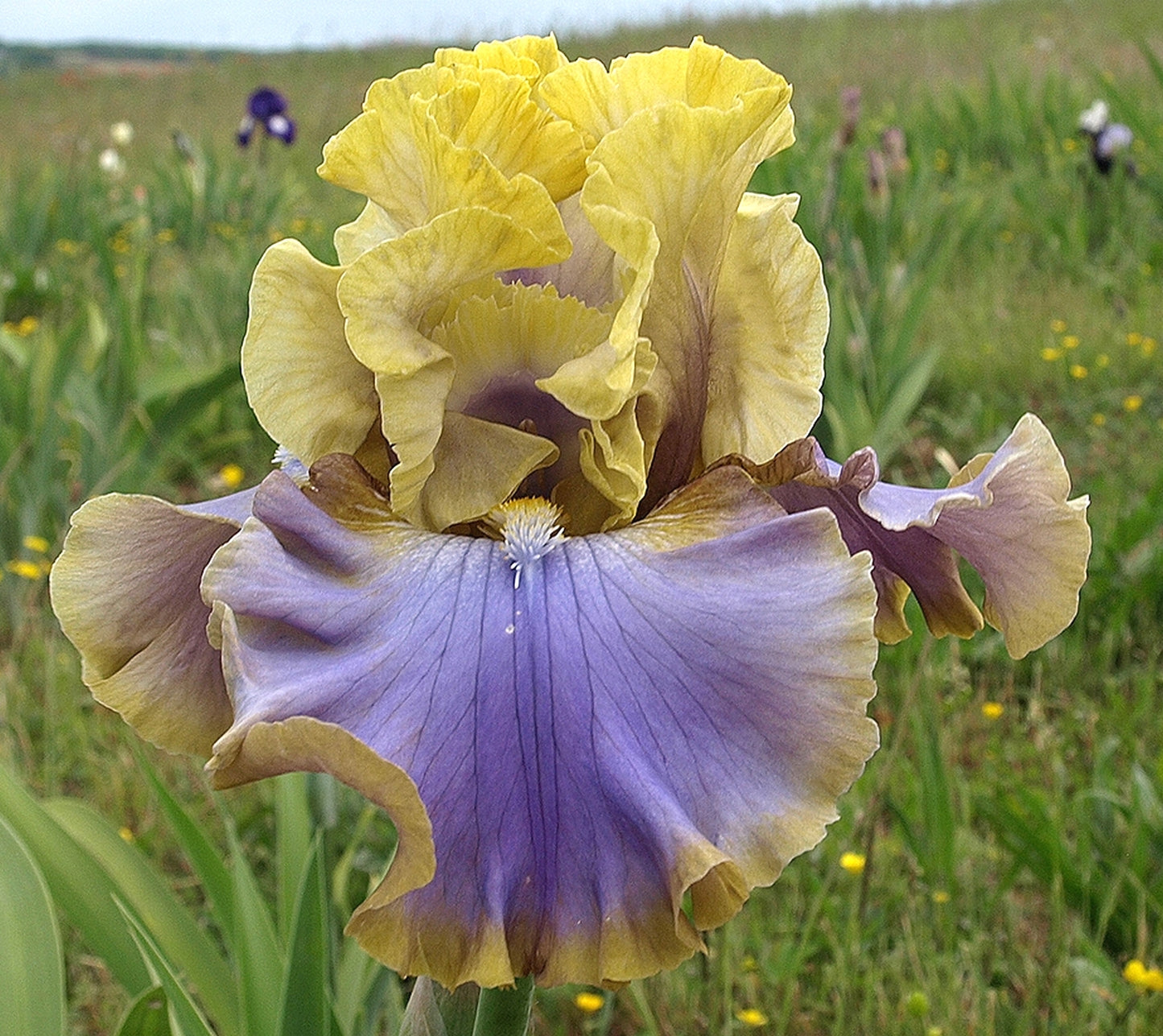 Repertoire Bearded Iris Seeds