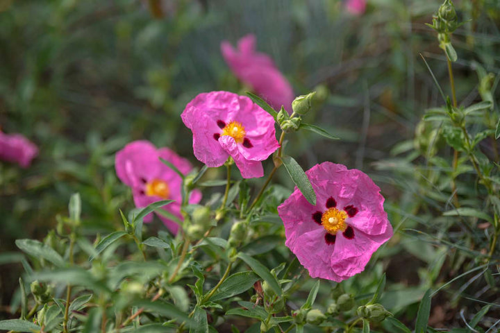 Rock Rose Flower Seeds for Planting – Heirloom, Non-GMO Seeds for Colorful Gardens
