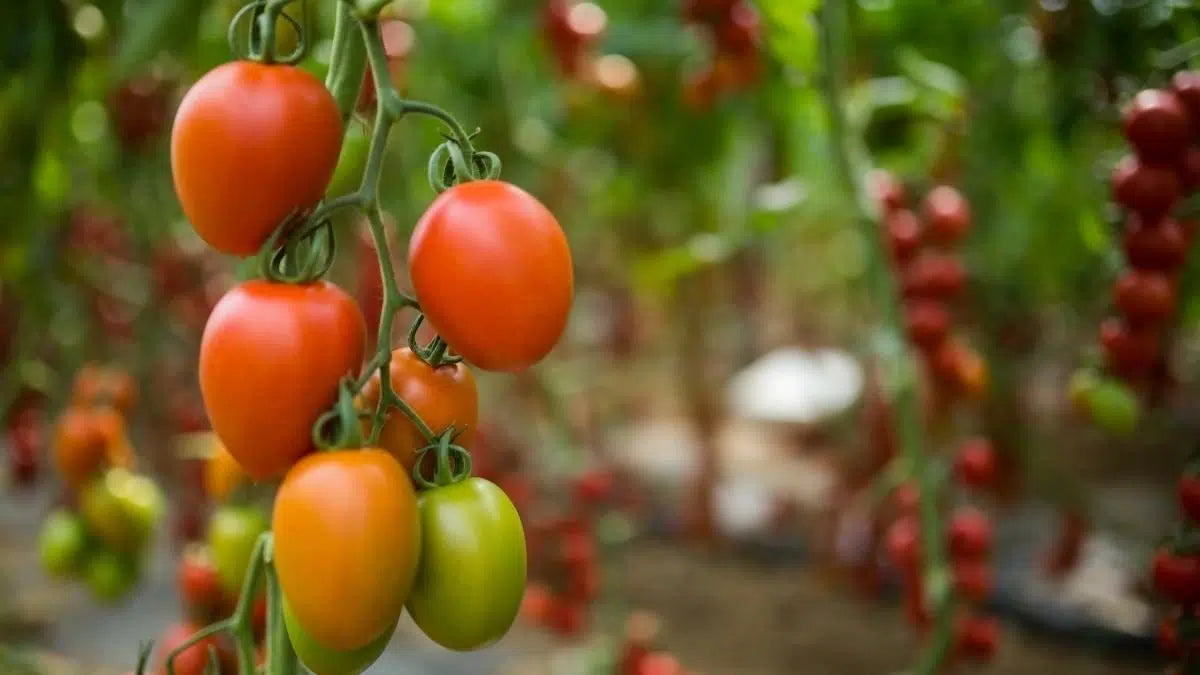 Candy Bell – Determinate Grape Tomato Seeds