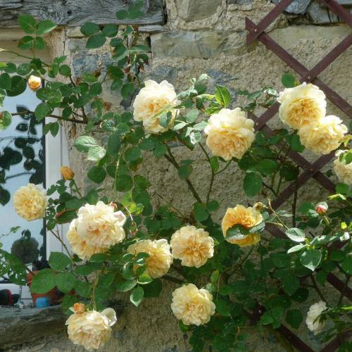 Rose- Teasing Georgia