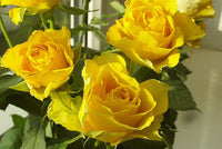 Rose Flower Seed for Planting – Heirloom, Non-GMO Garden Seeds for Vibrant Blooms