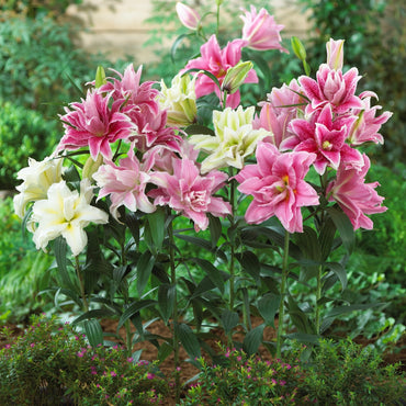 Pollen-Free Roselily Mixture