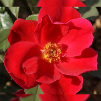 Home Run Shrub Rose