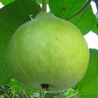 Bottle Gourd Round Vegetable Seeds