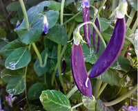Royal Snow – Purple Snow Pea Seeds
