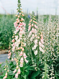 Pink Gin – Digitalis Seed
