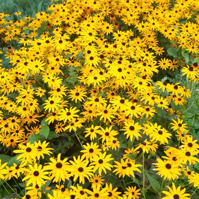 Goldsturm Black-Eyed Susan