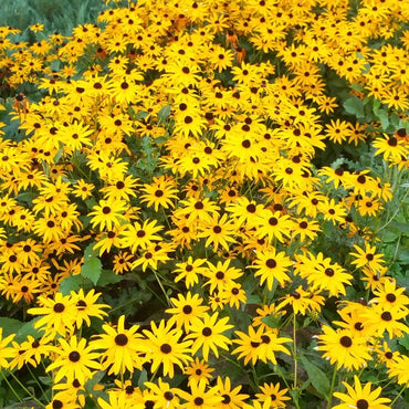 Goldsturm Black-Eyed Susan