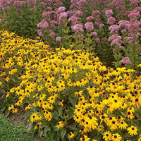 Goldsturm Black-Eyed Susan