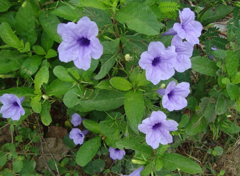 Ruellia Tuberosa Flower Seeds – Heirloom, Non-GMO Flower Seeds for Planting - Tuberosa for planting in home garden