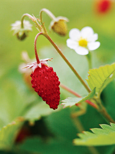 Strawberry- Alpine