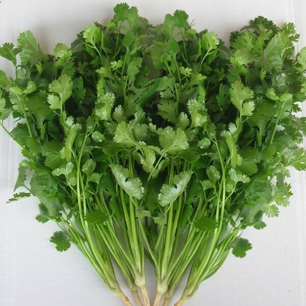 Coriander Kalmi Vegetable Seeds