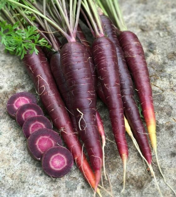 Purple Elite – Carrot Seed